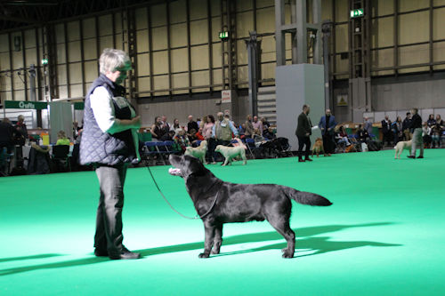 Carriegame Moonshine Crufts 2020