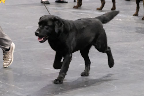 playful dog
