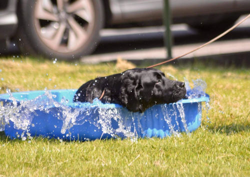 Labrador Retriever