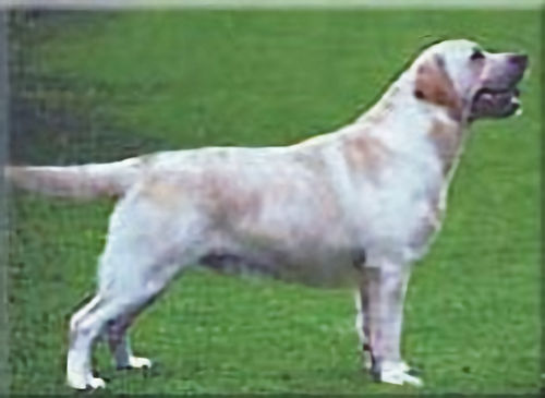 Rocheby Old Smokey